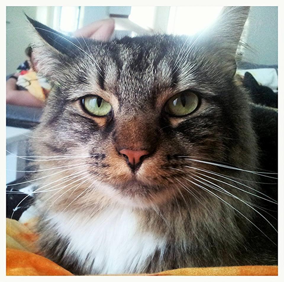 Blanding af racer William billede 16