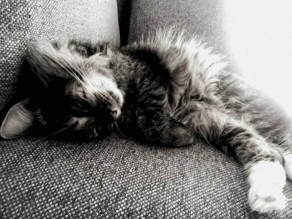 Blanding af racer William billede 17