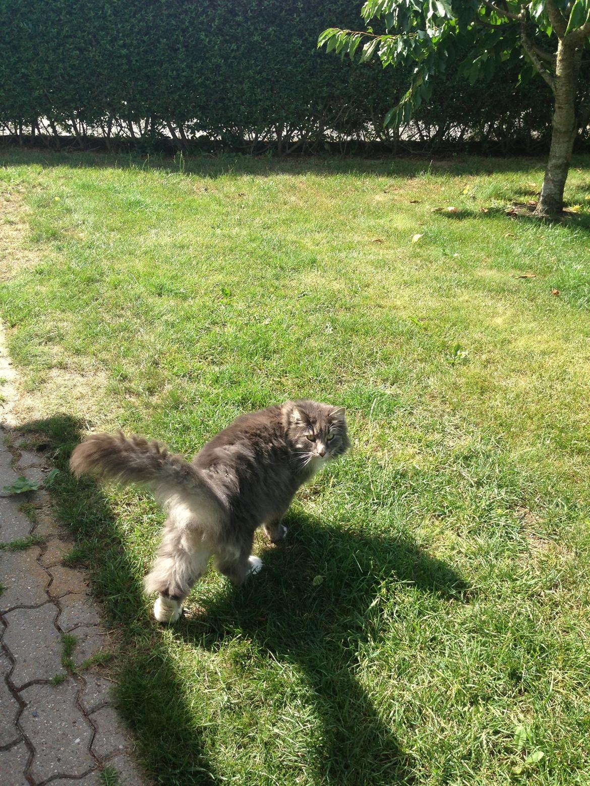 Norsk Skovkat DK Vejlevedel's Gucci billede 5