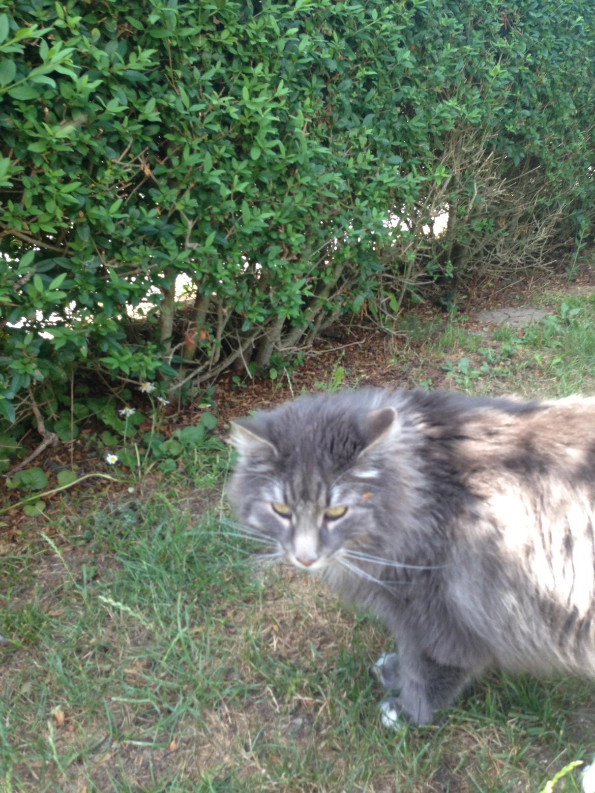 Norsk Skovkat DK Vejlevedel's Gucci billede 1