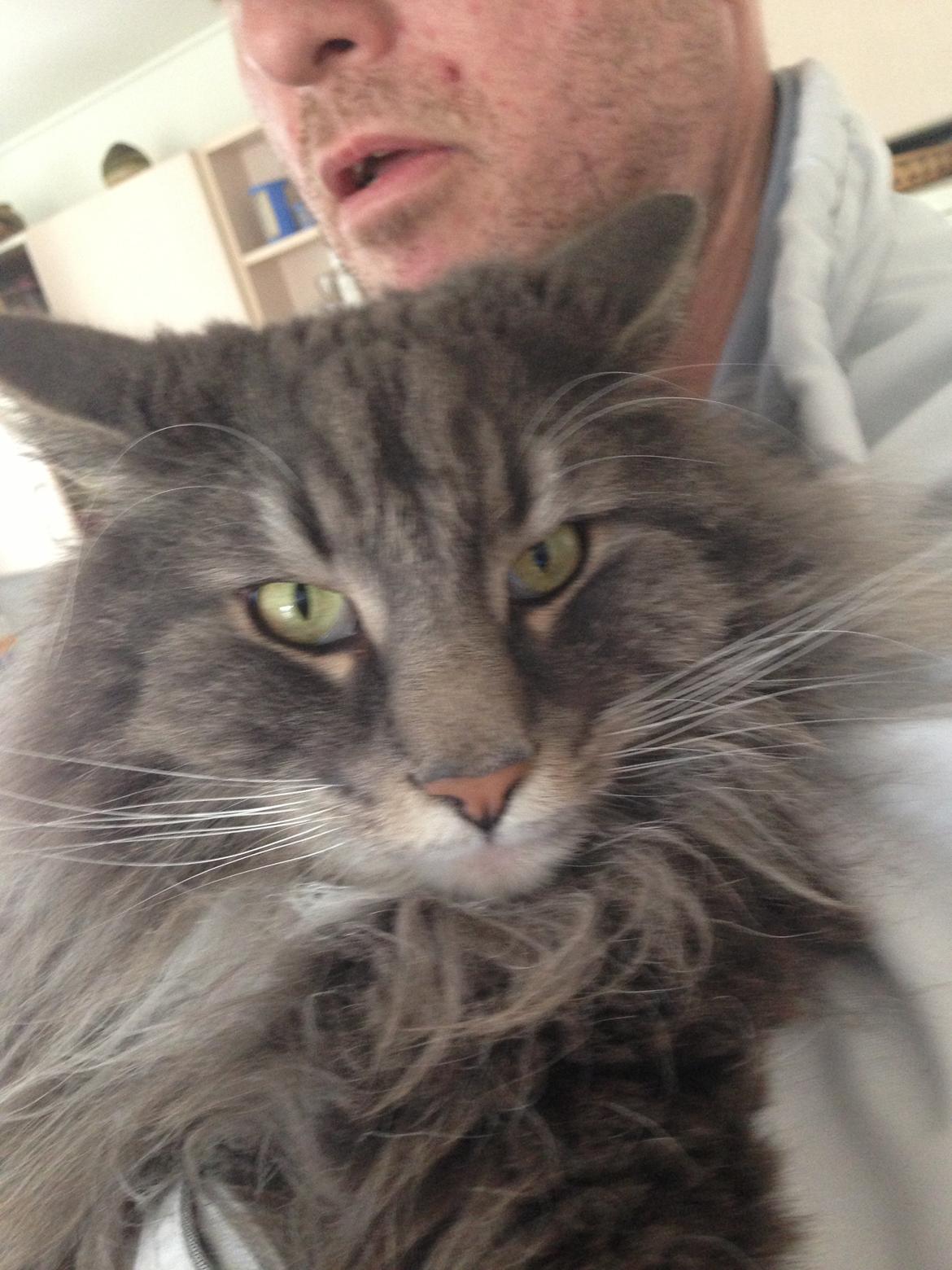 Norsk Skovkat DK Vejlevedel's Gucci - Så smuk han er o; billede 4