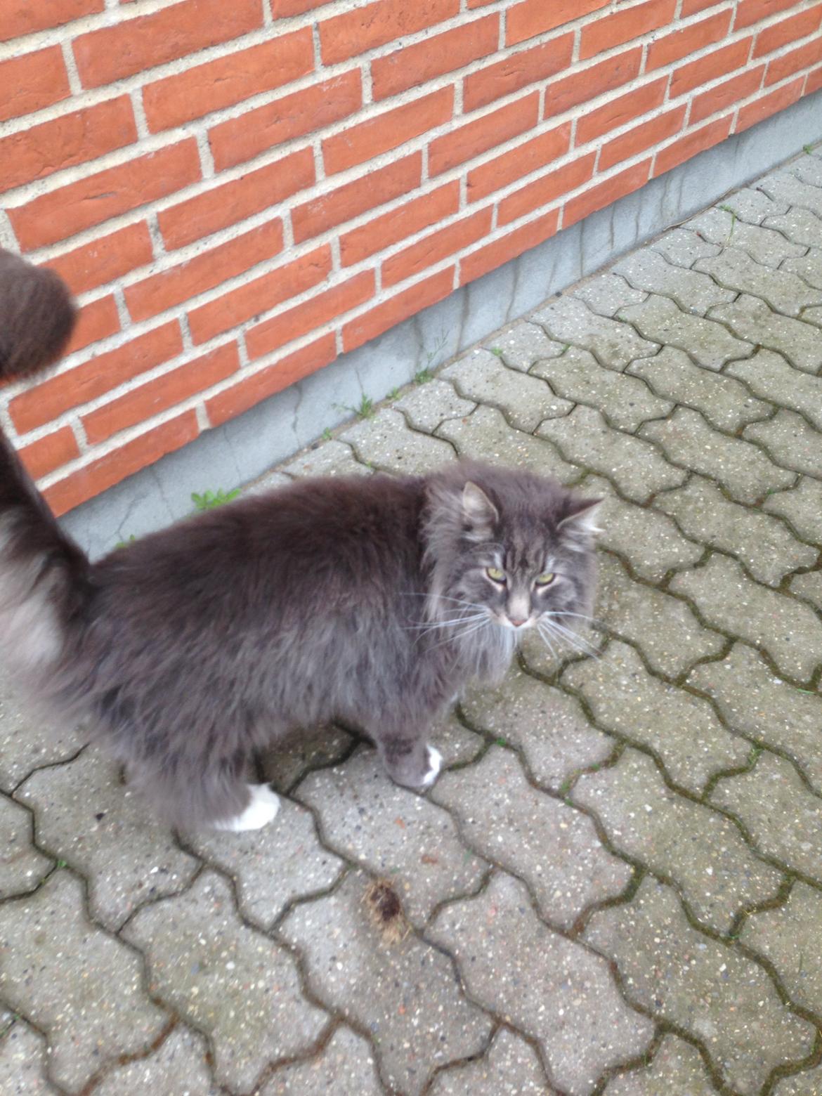 Norsk Skovkat DK Vejlevedel's Gucci billede 7