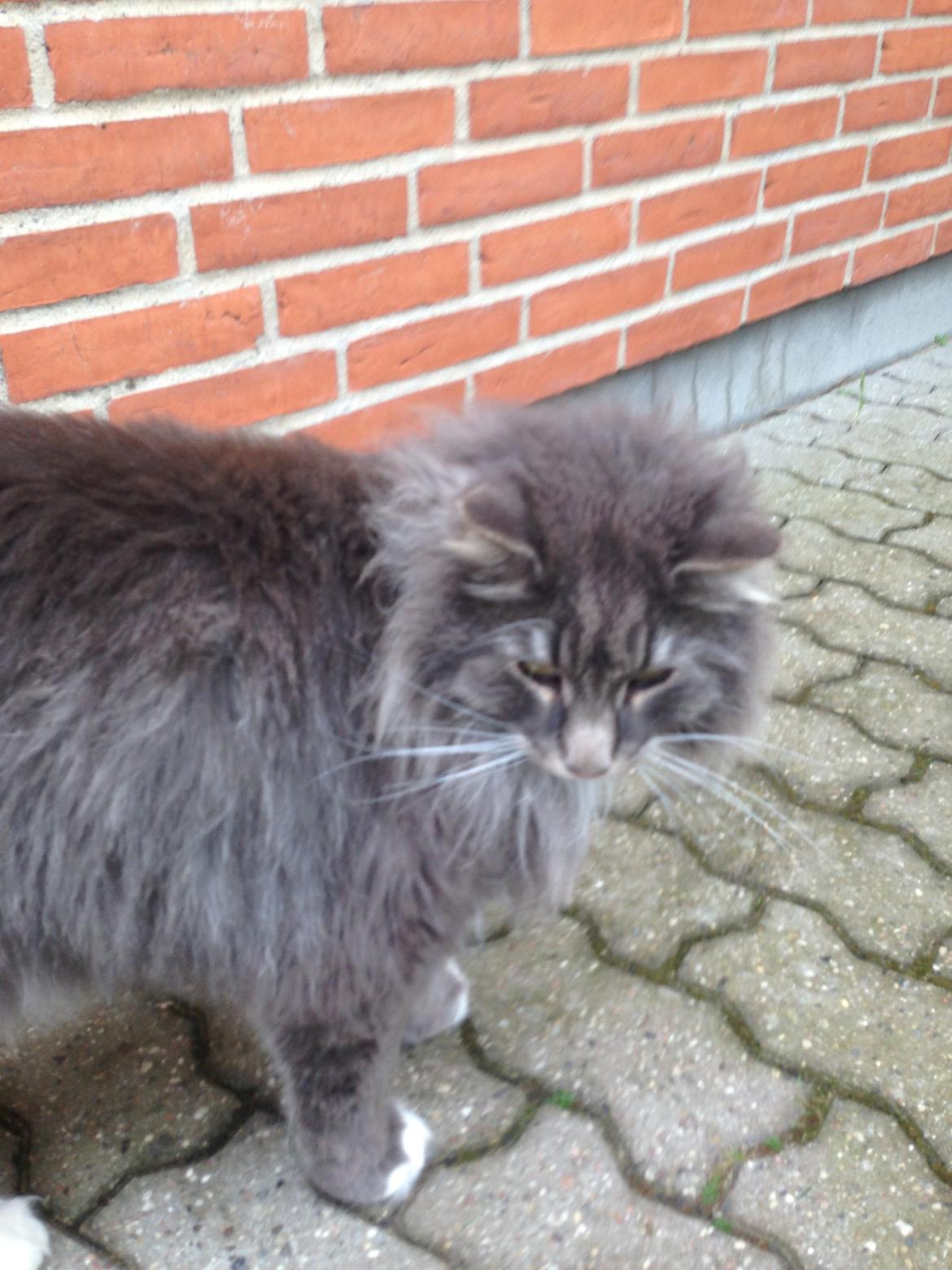 Norsk Skovkat DK Vejlevedel's Gucci billede 9