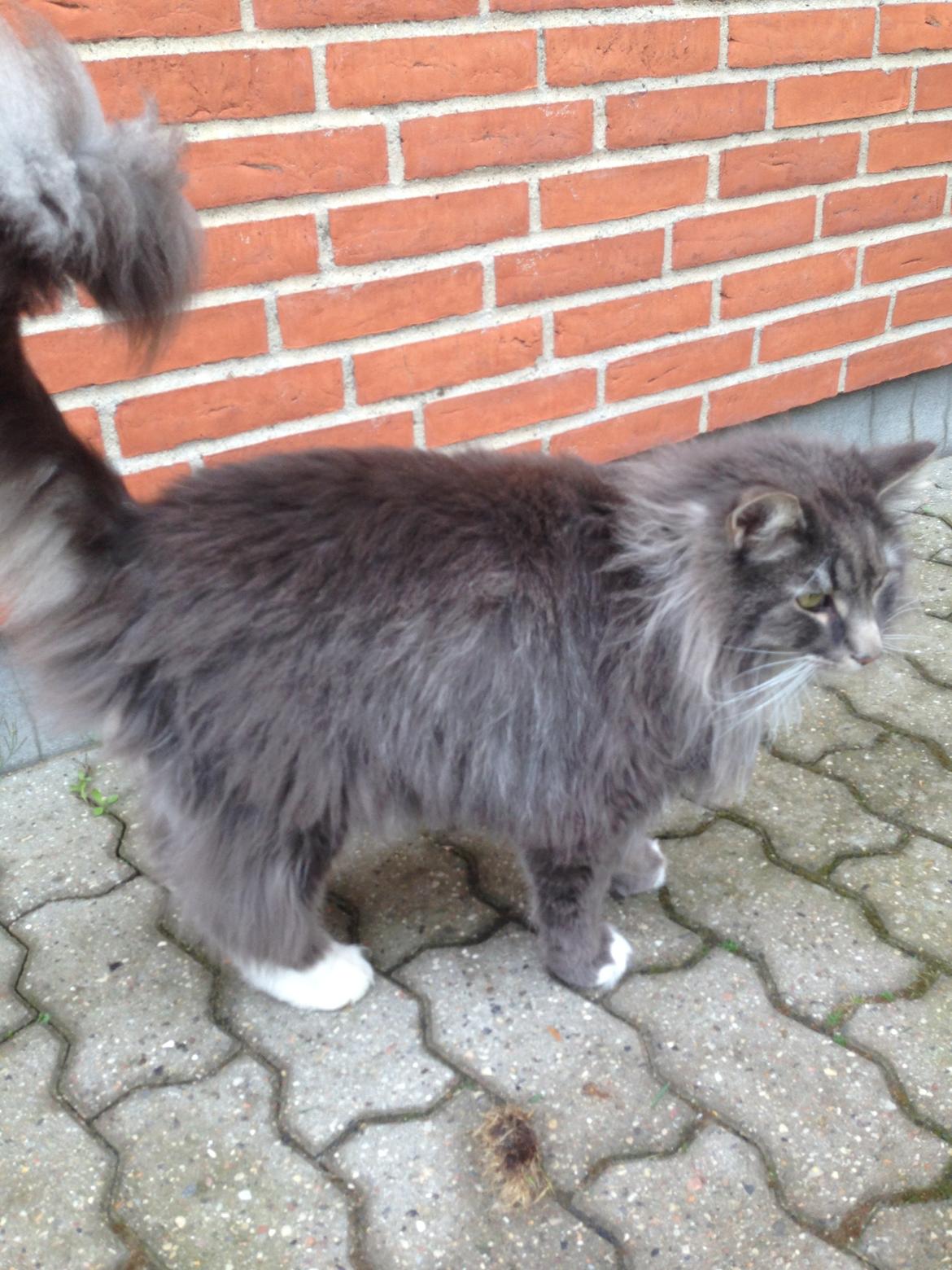 Norsk Skovkat DK Vejlevedel's Gucci billede 8