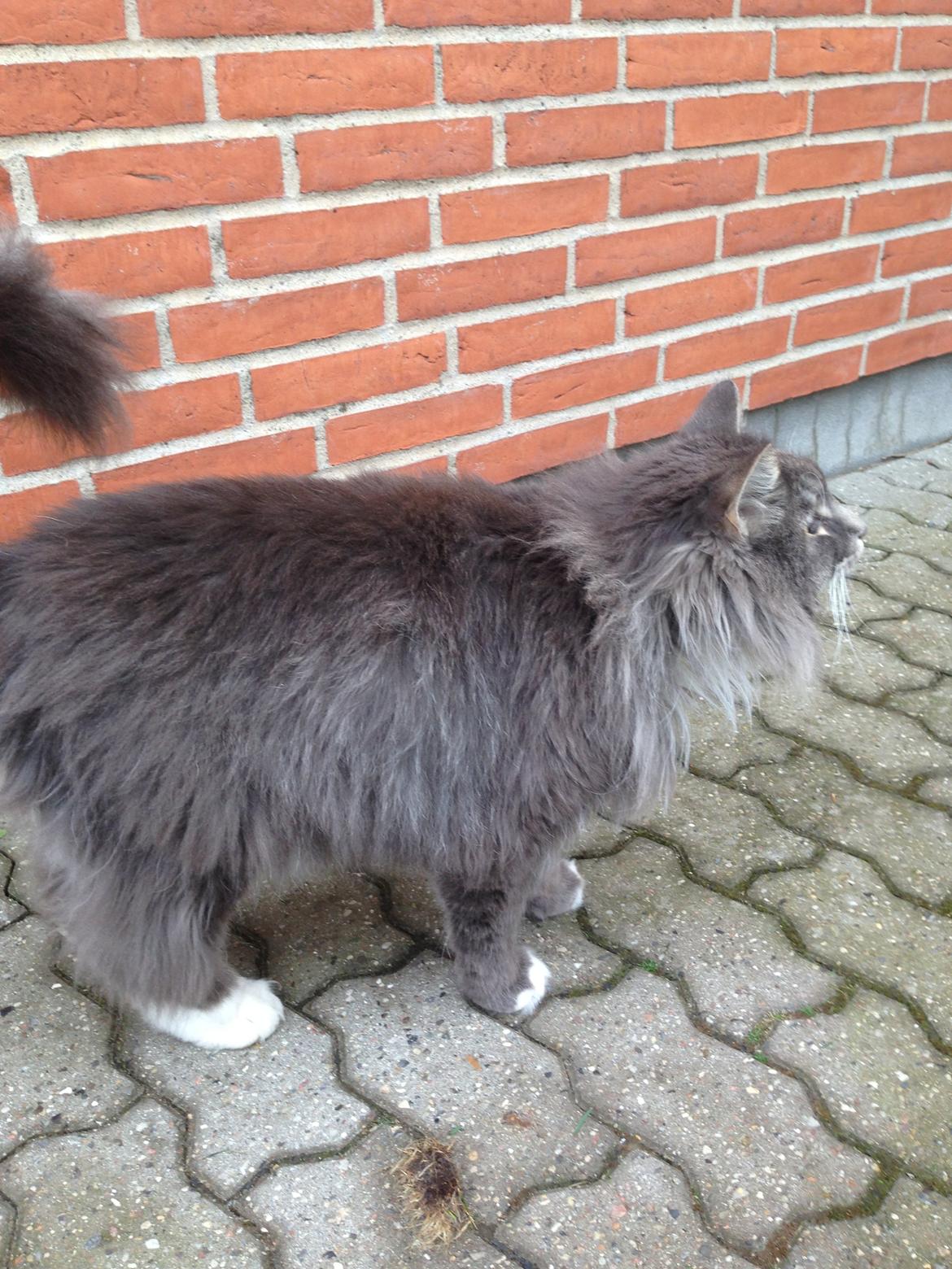 Norsk Skovkat DK Vejlevedel's Gucci billede 6