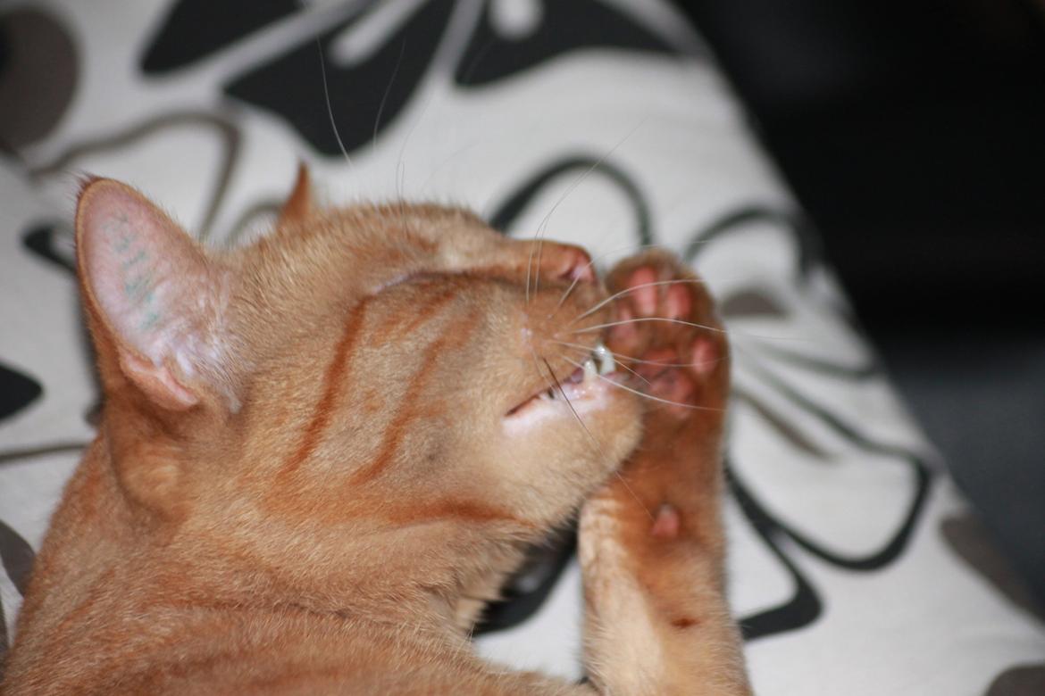 Huskat Tarzan *Efterlyst* - 29.8.13 billede 19