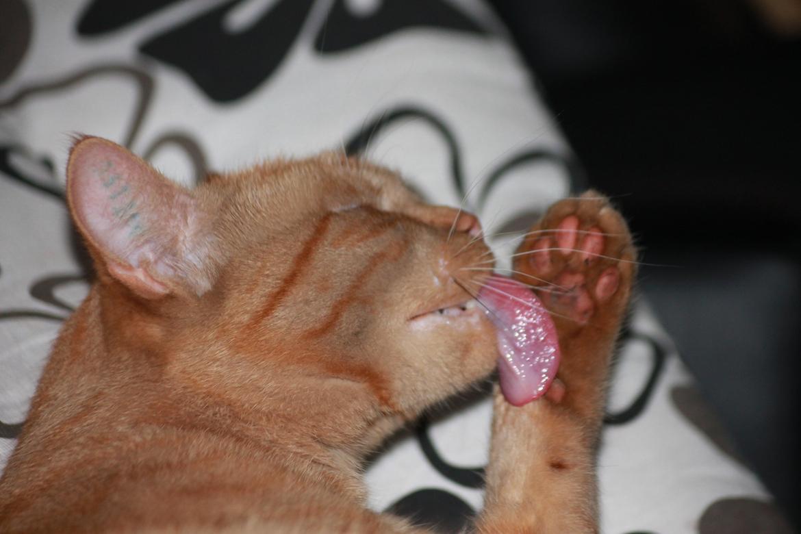 Huskat Tarzan *Efterlyst* - Gør sig fin og lækker. 29.8.13 billede 20