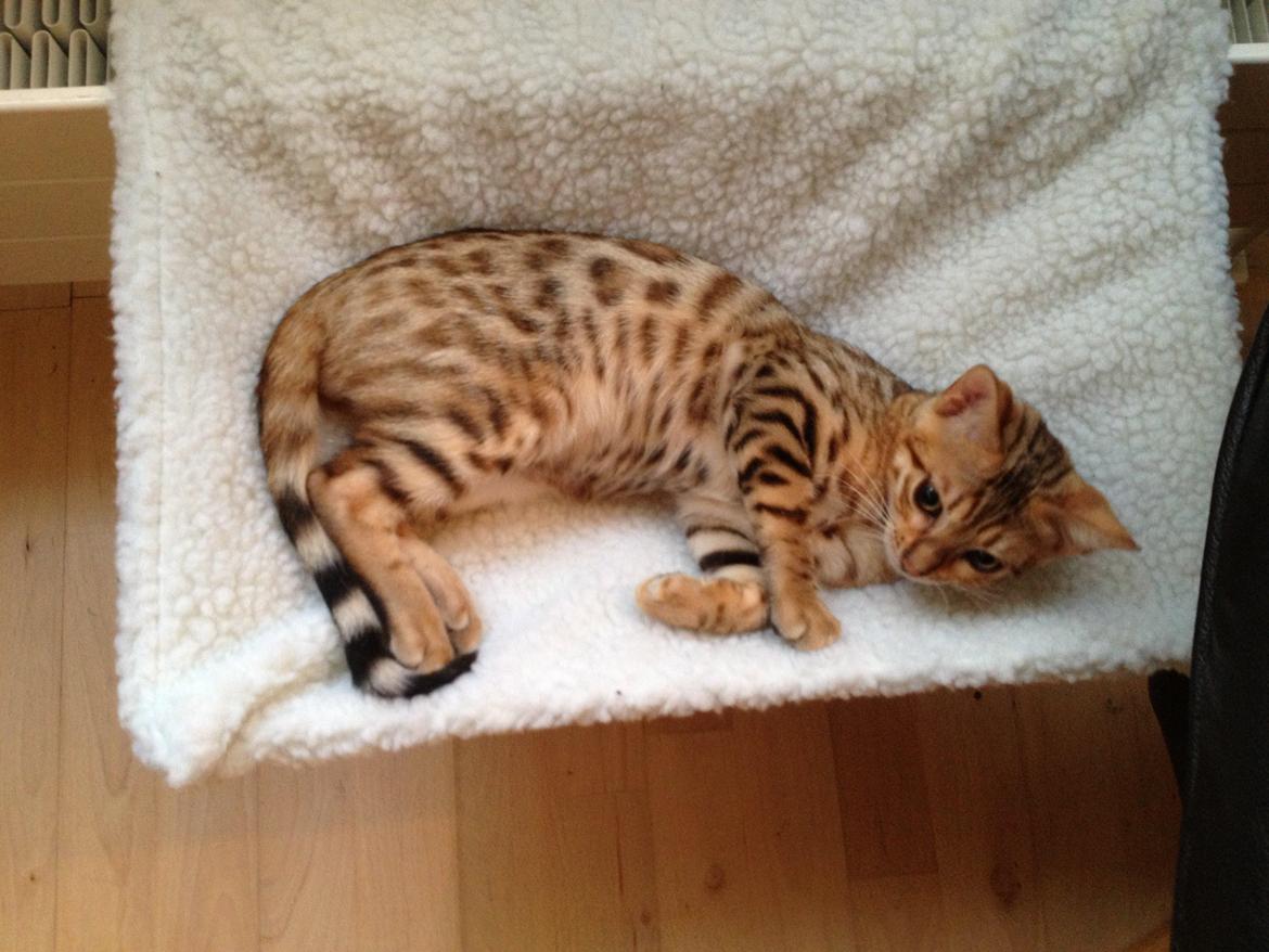 Bengal Champ (Tiamo) billede 1