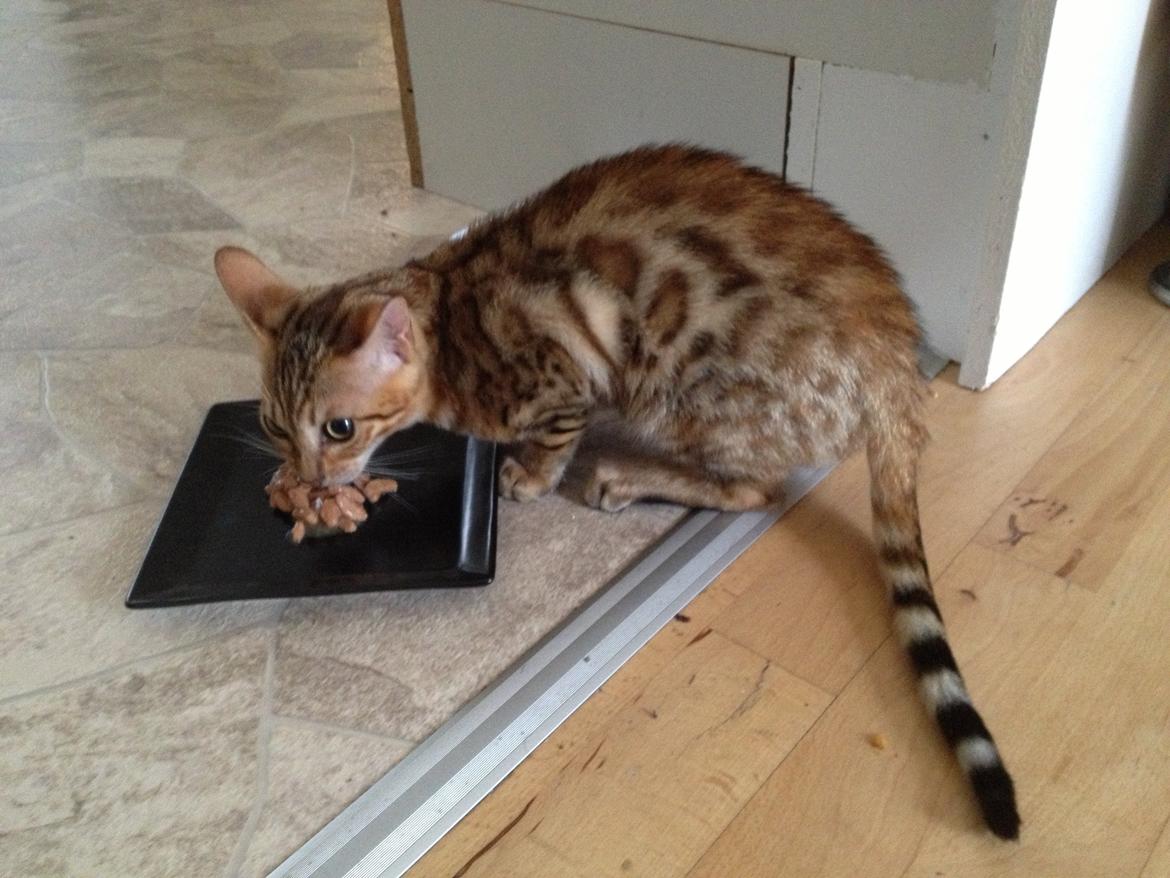 Bengal Champ (Tiamo) billede 4