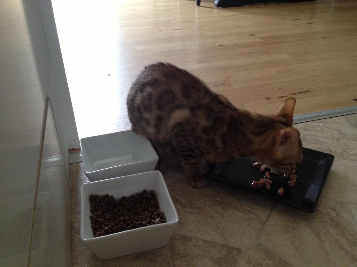 Bengal Champ (Tiamo) billede 5