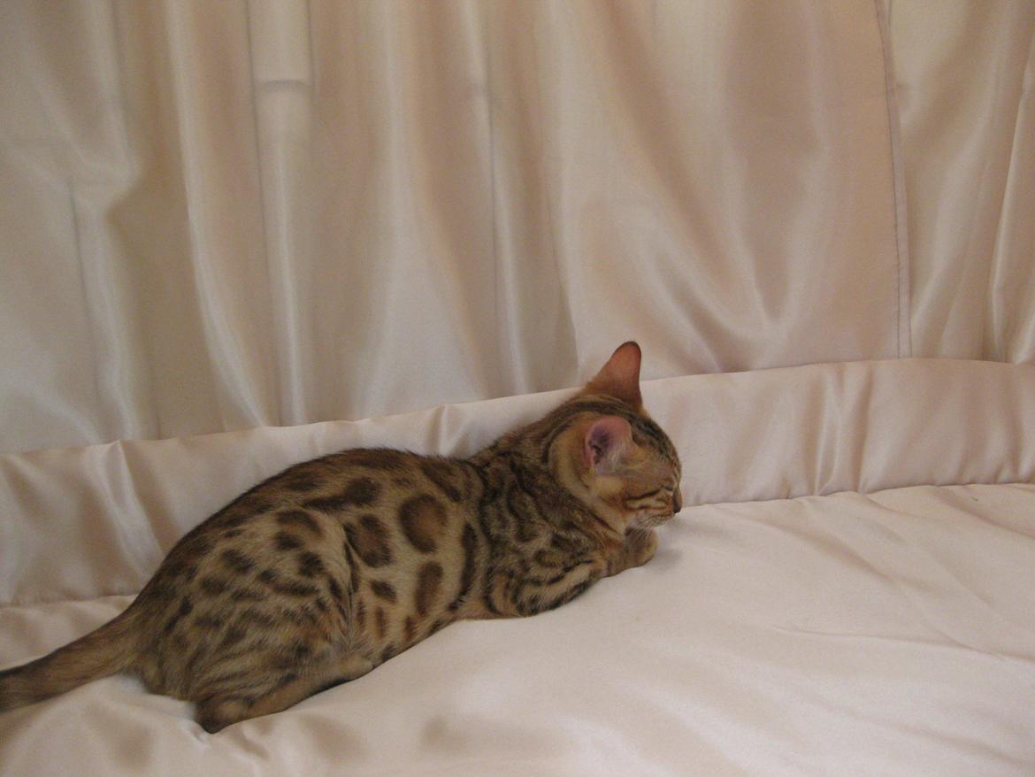 Bengal Champ (Tiamo) billede 3