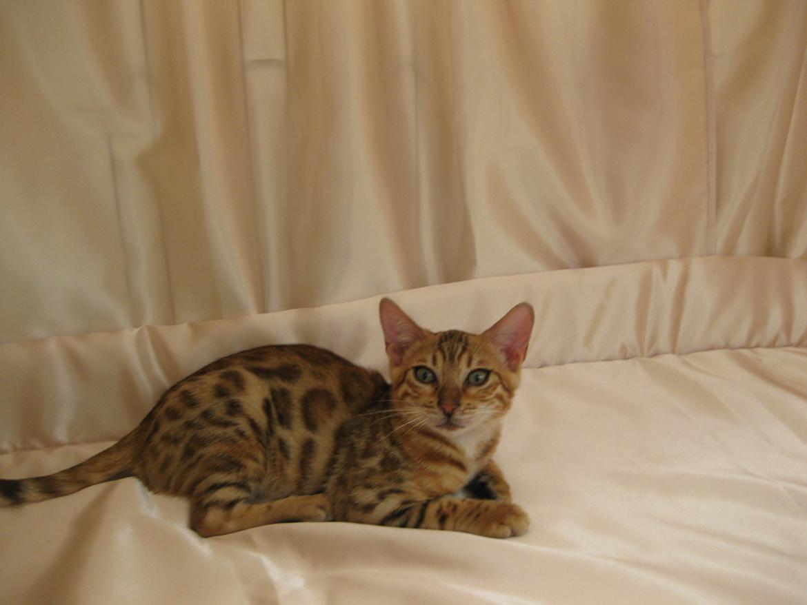 Bengal Champ (Tiamo) billede 2