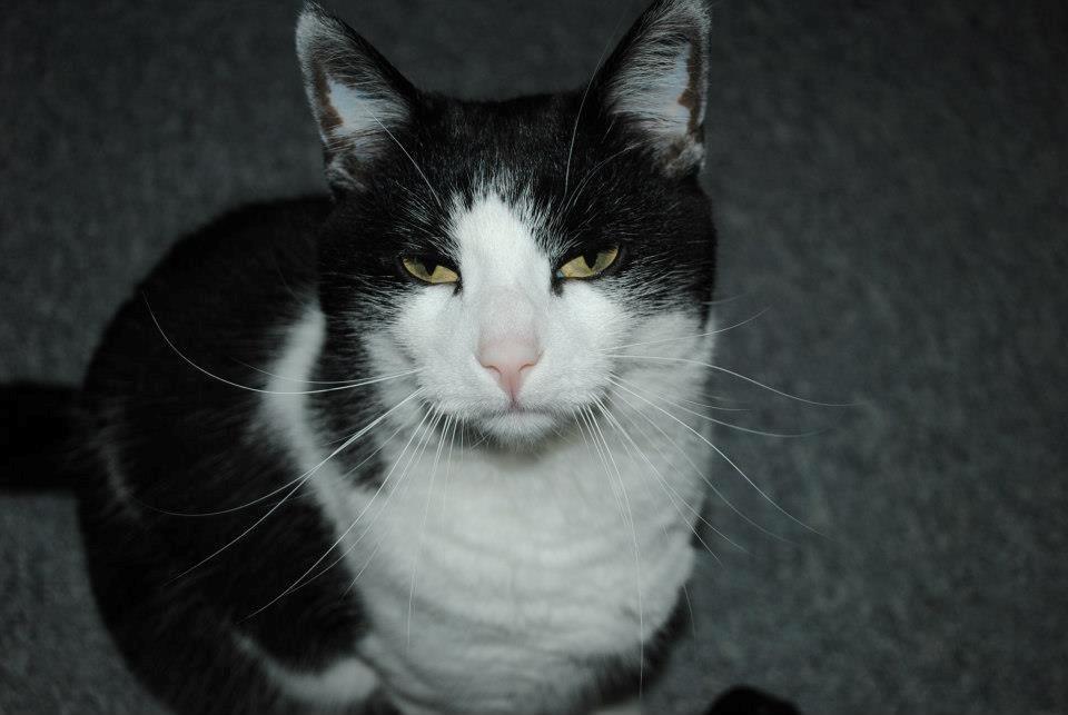 Huskat Buster billede 2