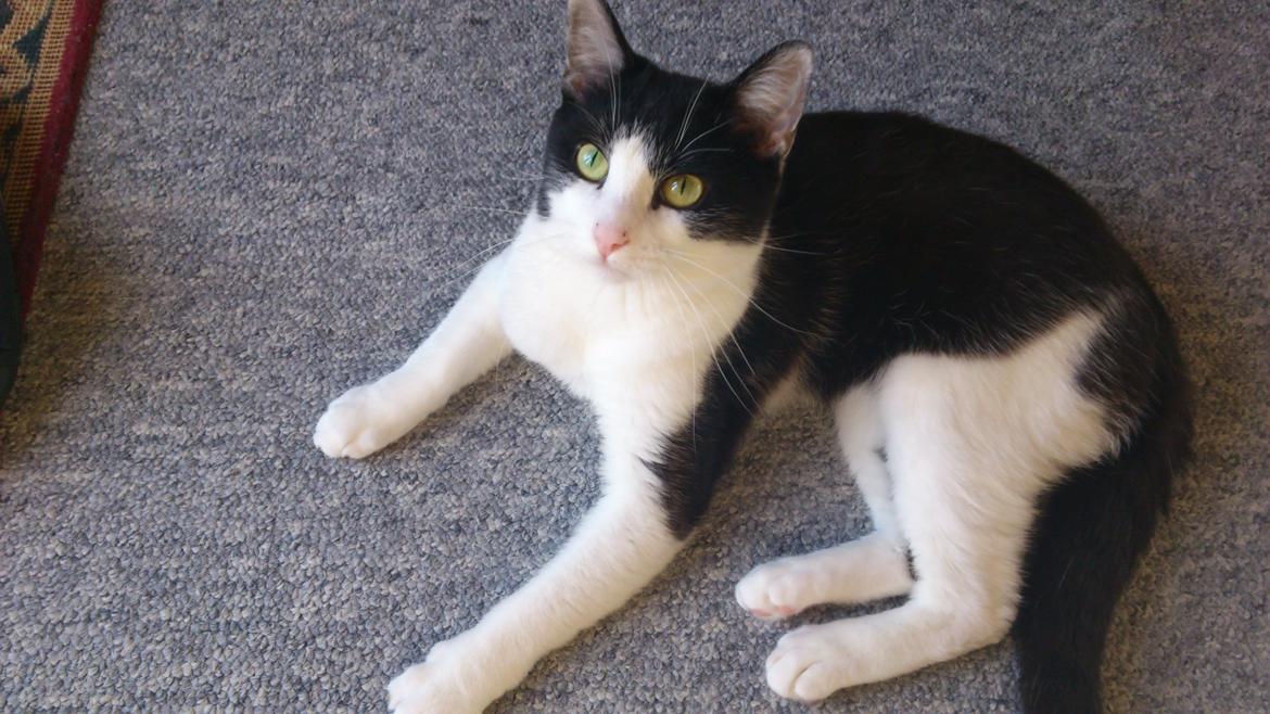 Huskat Buster billede 4