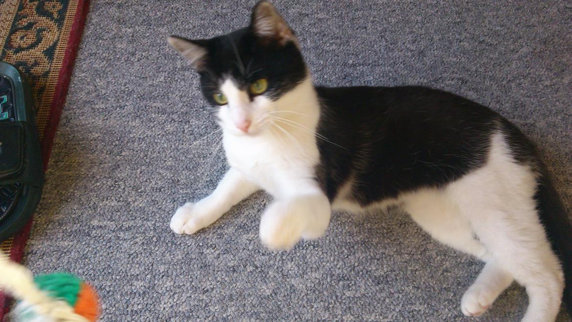 Huskat Buster billede 3