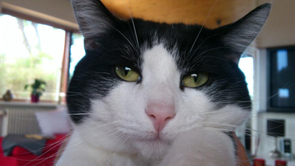 Huskat Buster billede 1