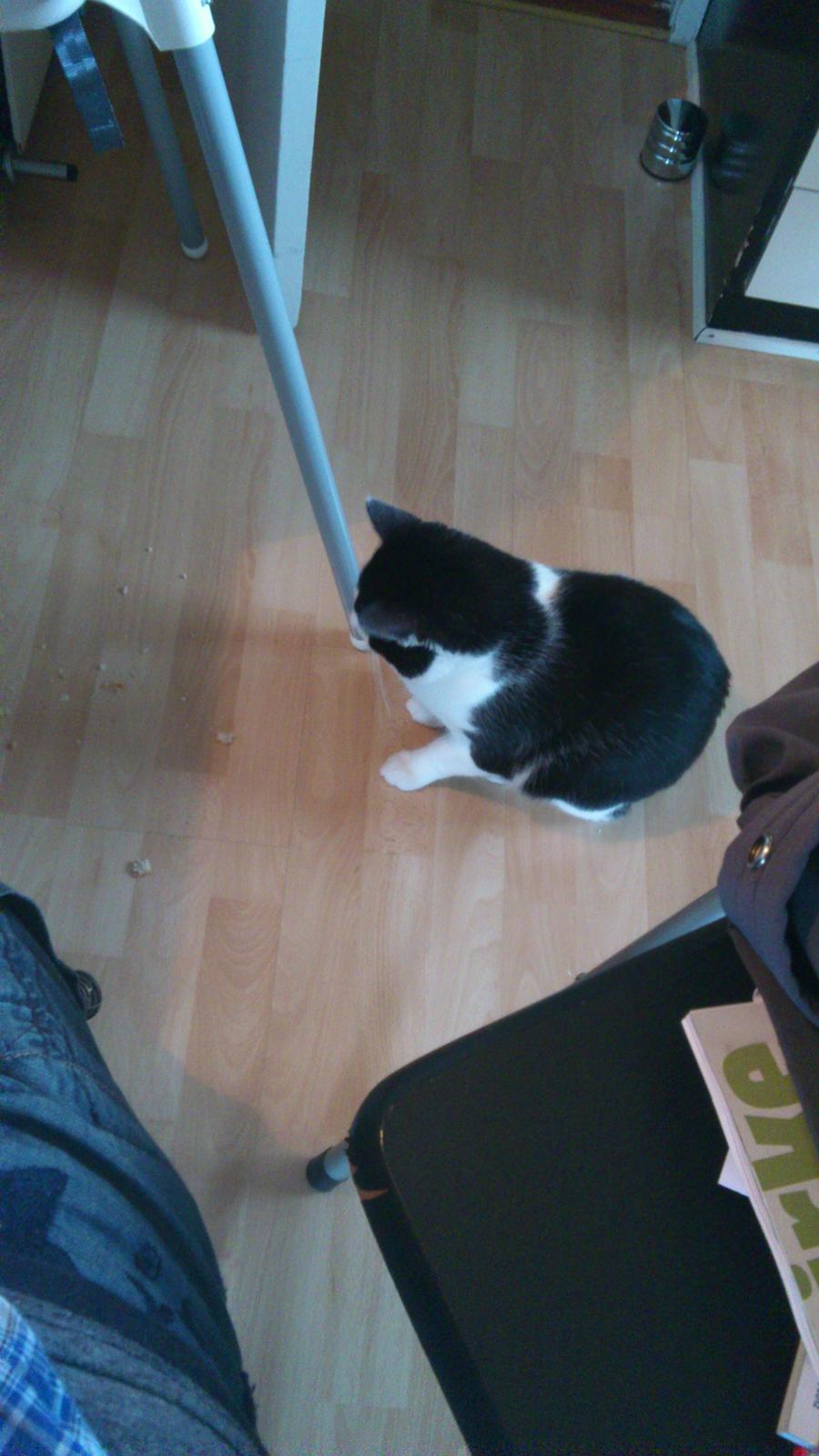 Huskat Buster billede 5