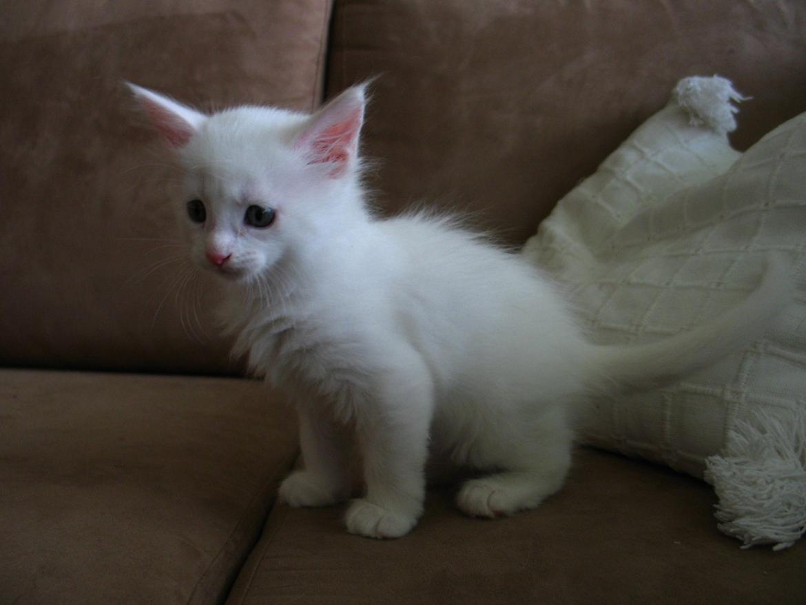 Maine Coon Sahara (SOLGT) - 7 uger - 05.09.2013 billede 4