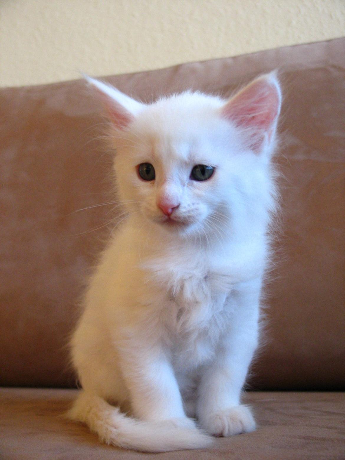 Maine Coon Sahara (SOLGT) - 7 uger - 05.09.2013 billede 1