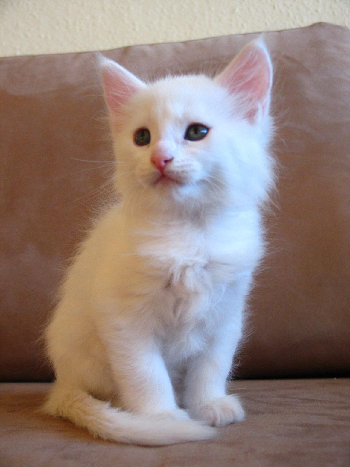 Maine Coon Sahara (SOLGT) - 7 uger - 05.09.2013 billede 2