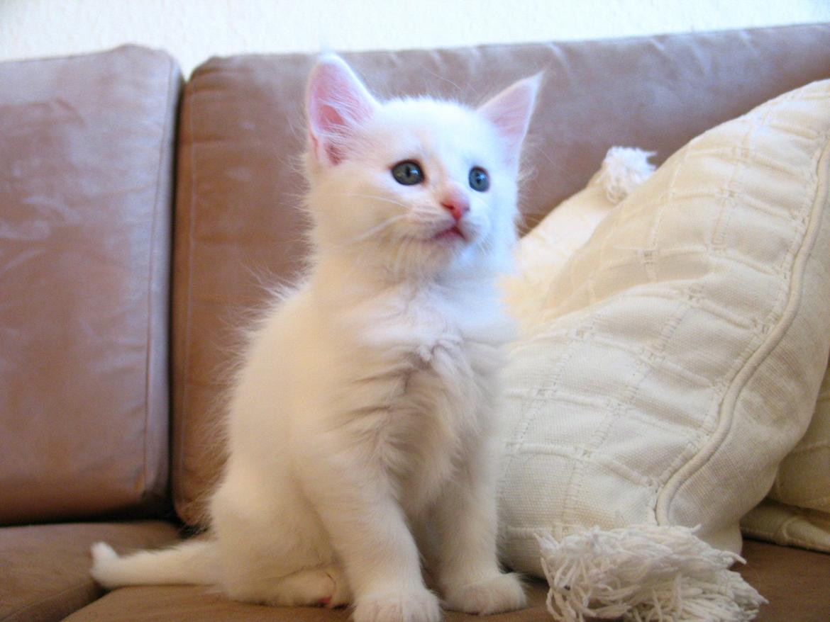 Maine Coon Sahara (SOLGT) - 7 uger - 05.09.2013 billede 3