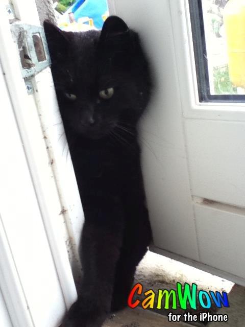 Blanding af racer Mille - Mille bryder ind af havedøren.. billede 2