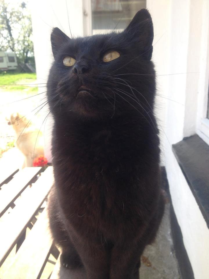 Blanding af racer Mille - Dejlige kat <3 billede 3