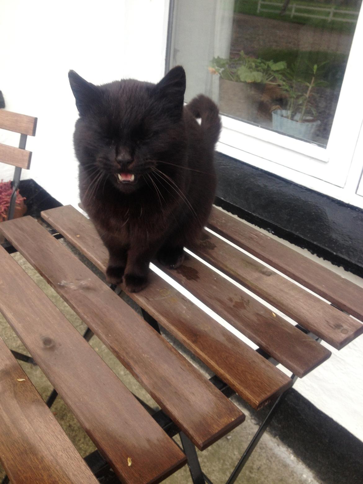 Blanding af racer Mille - "Miiijav" billede 4