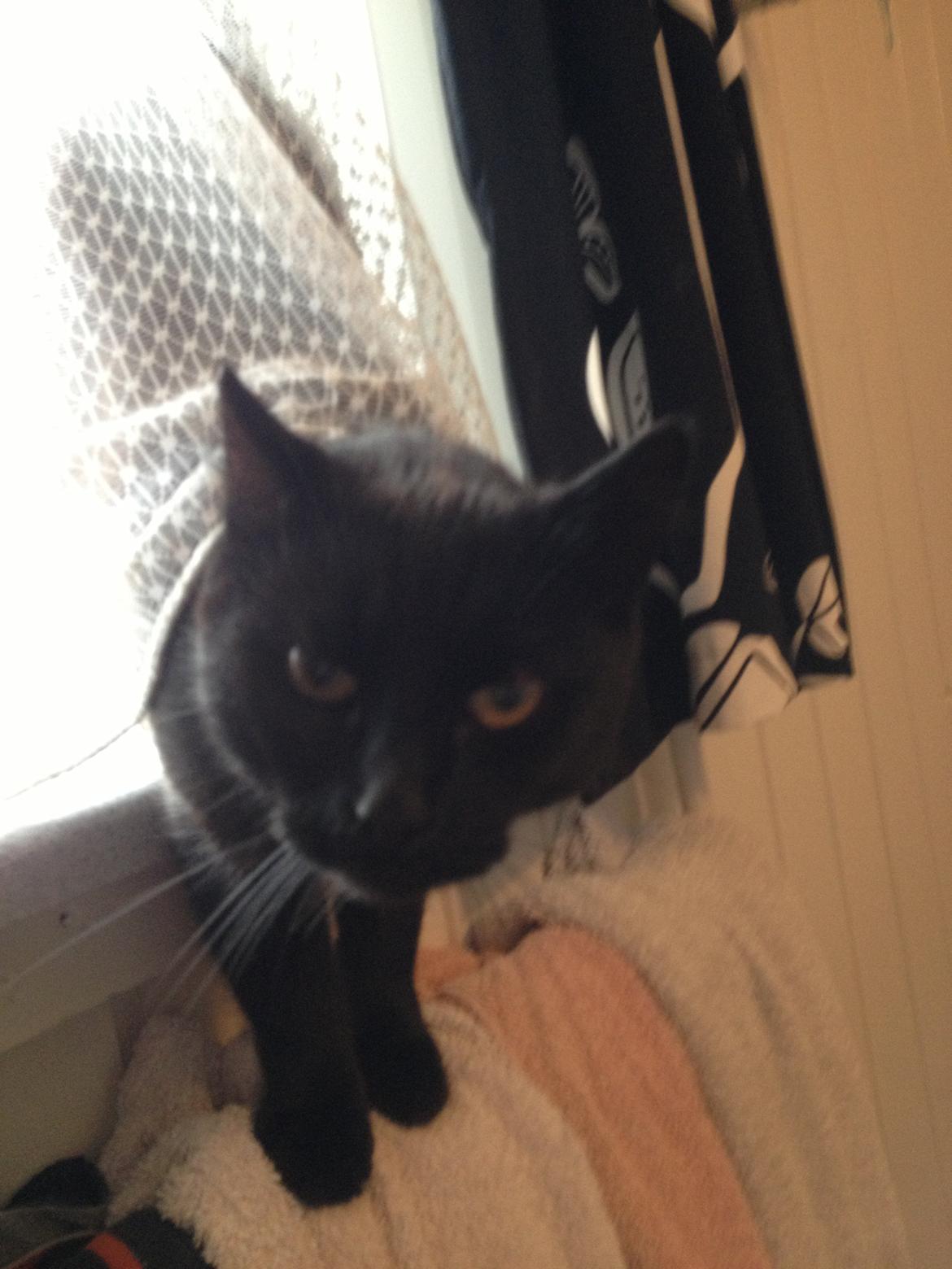 Blanding af racer Mille - Her bryder hun ind på badeværelset.. billede 6