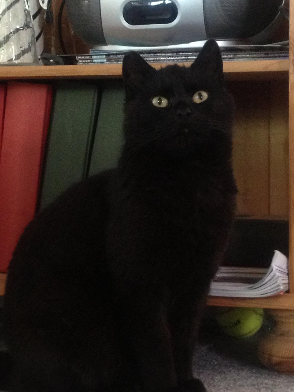 Blanding af racer Mille - Smuk <3 billede 7