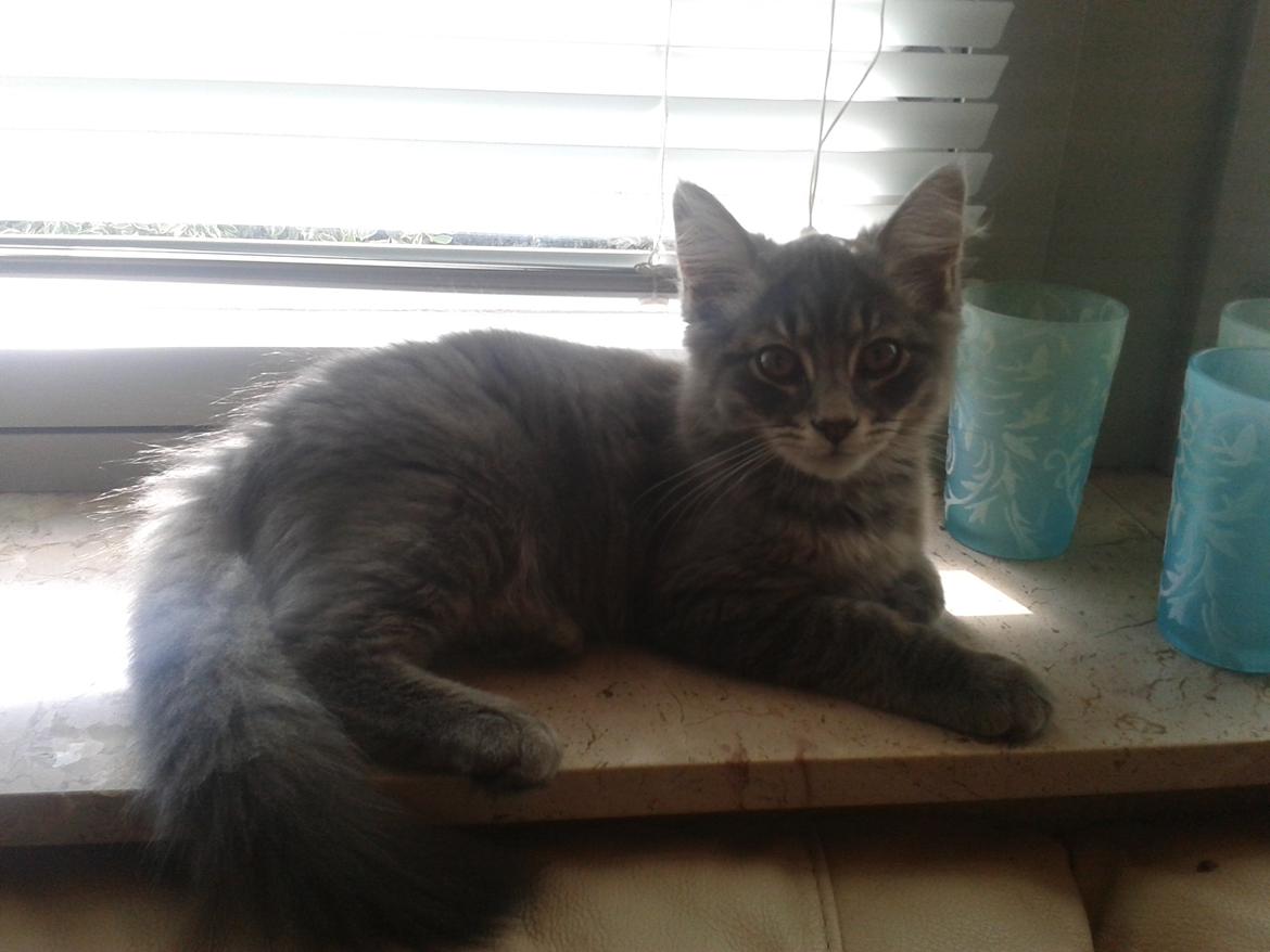 Blanding af racer Bimmer - Ligger og troner billede 1