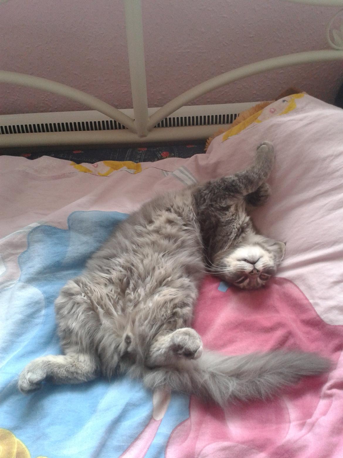 Blanding af racer Bimmer - En meget tryg killing, der slapper fuldstændig af :) billede 2