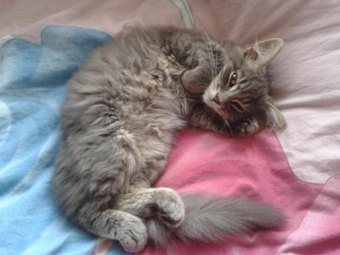 Blanding af racer Bimmer - Hvis ikke der er andre at putte med kan man da altid putte med sin egen pote :) billede 3