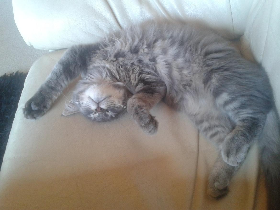 Blanding af racer Bimmer billede 4