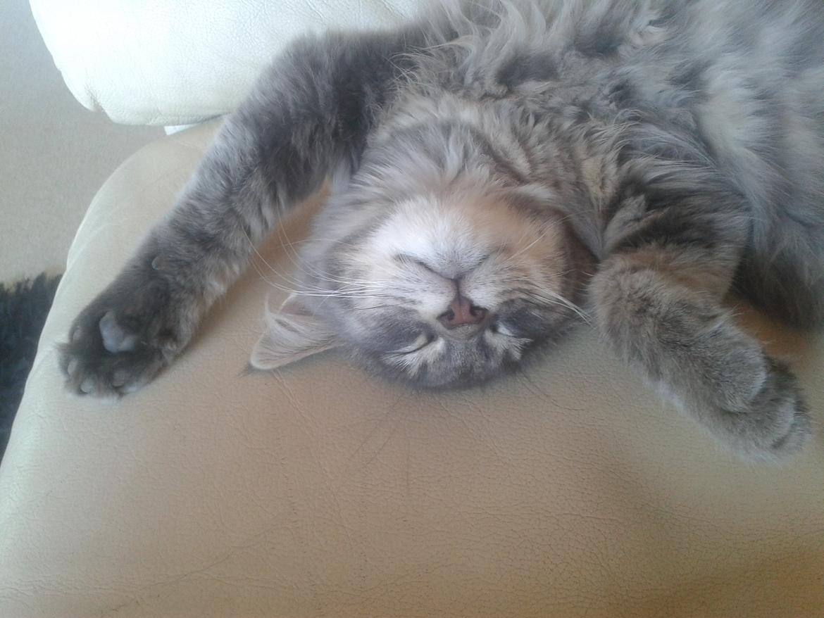 Blanding af racer Bimmer - Er faldet fuldstændig om :) billede 5