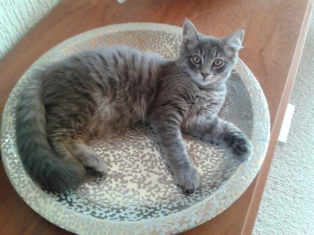 Blanding af racer Bimmer - Det fad passer da lige til mig!! billede 6