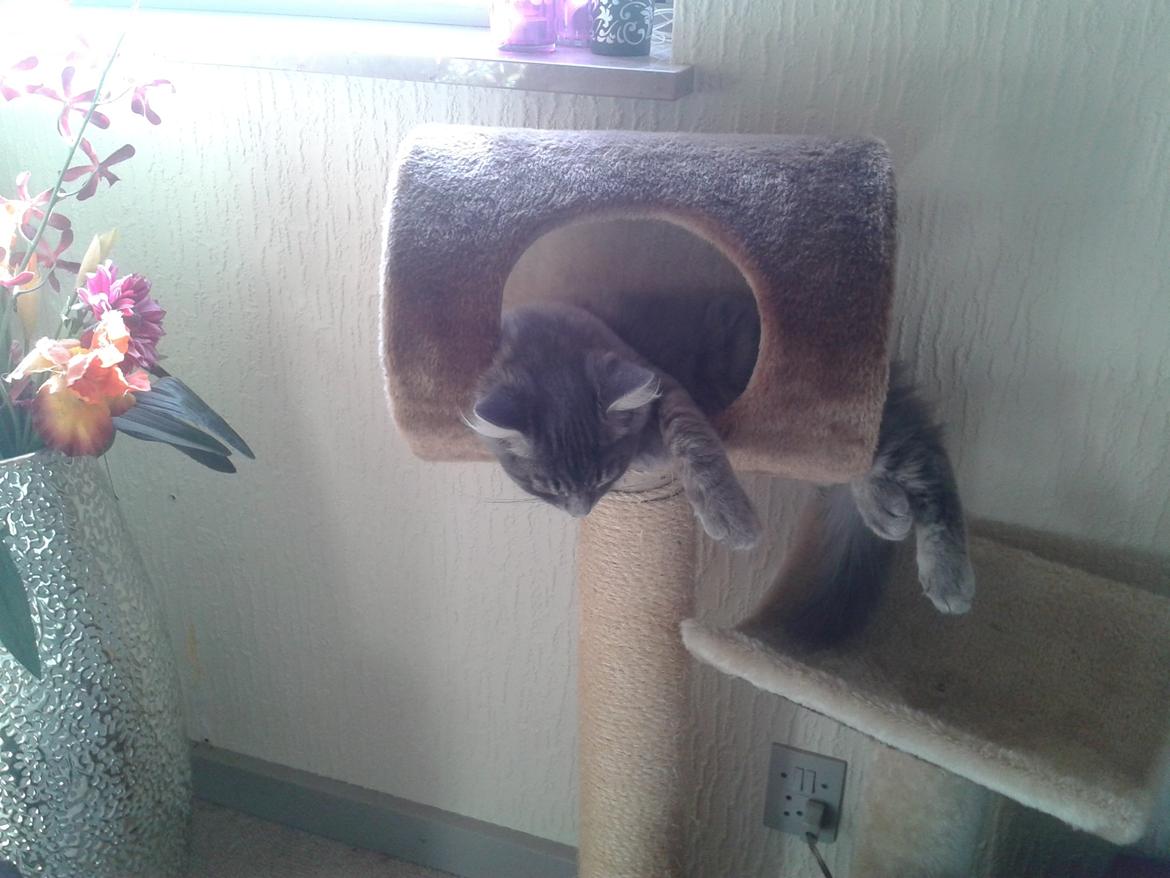 Blanding af racer Bimmer billede 7