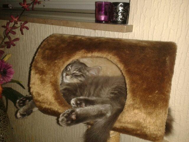 Blanding af racer Bimmer billede 8