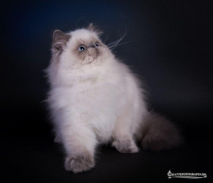 Colorpoint DK White Secret Cisco - Cisco hos kattefotografen 4,5 måned billede 1