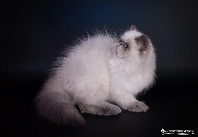 Colorpoint DK White Secret Cisco - Cisco hos kattefotografen 4,5 måned billede 14