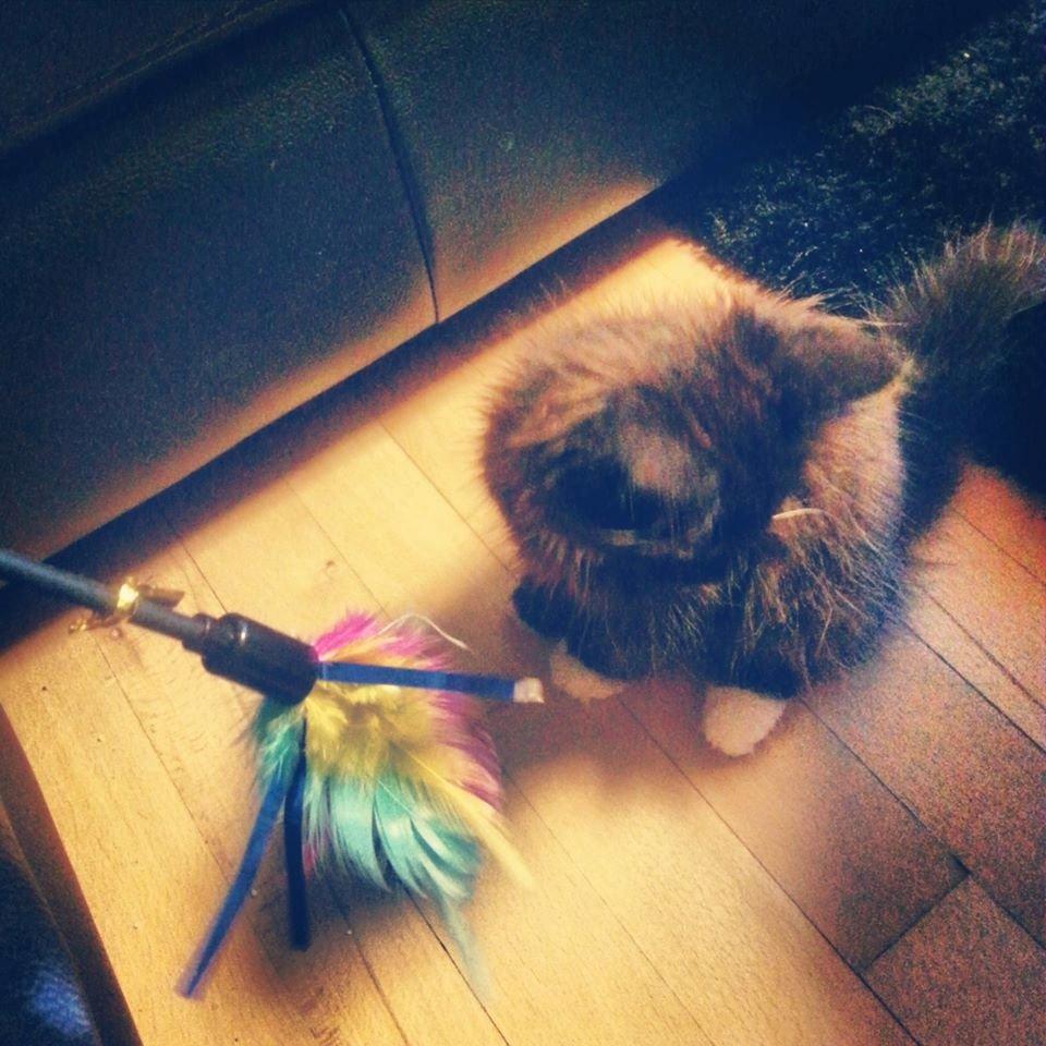 Blanding af racer Pjevs - Ynglings legetøj <3 (: billede 4