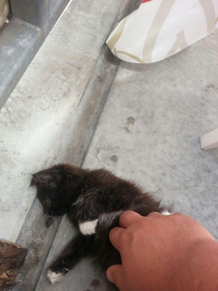 Blanding af racer Pjevs - Altan og mave kløning, kan mit liv være bedre ? <3 billede 6