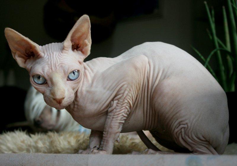 Sphynx Magnus Anat Her*PL - "Gustav" - Rynkefrans :) *7-9-13* billede 22