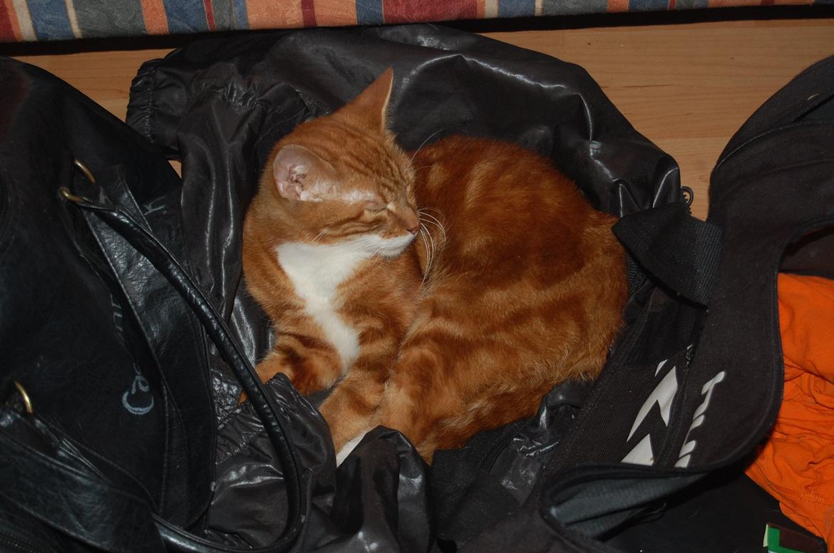 Huskat Liam billede 11