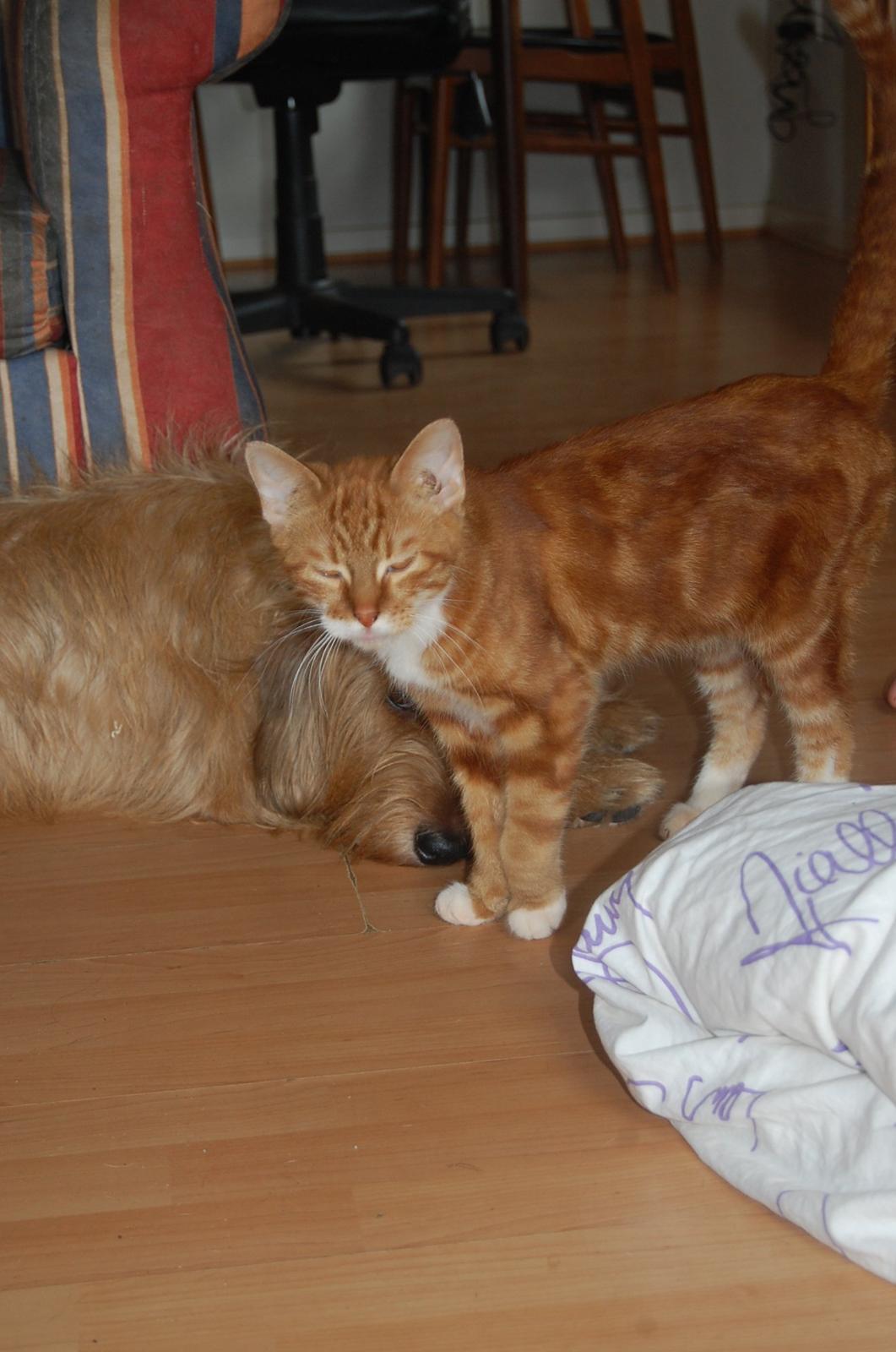 Huskat Liam billede 12