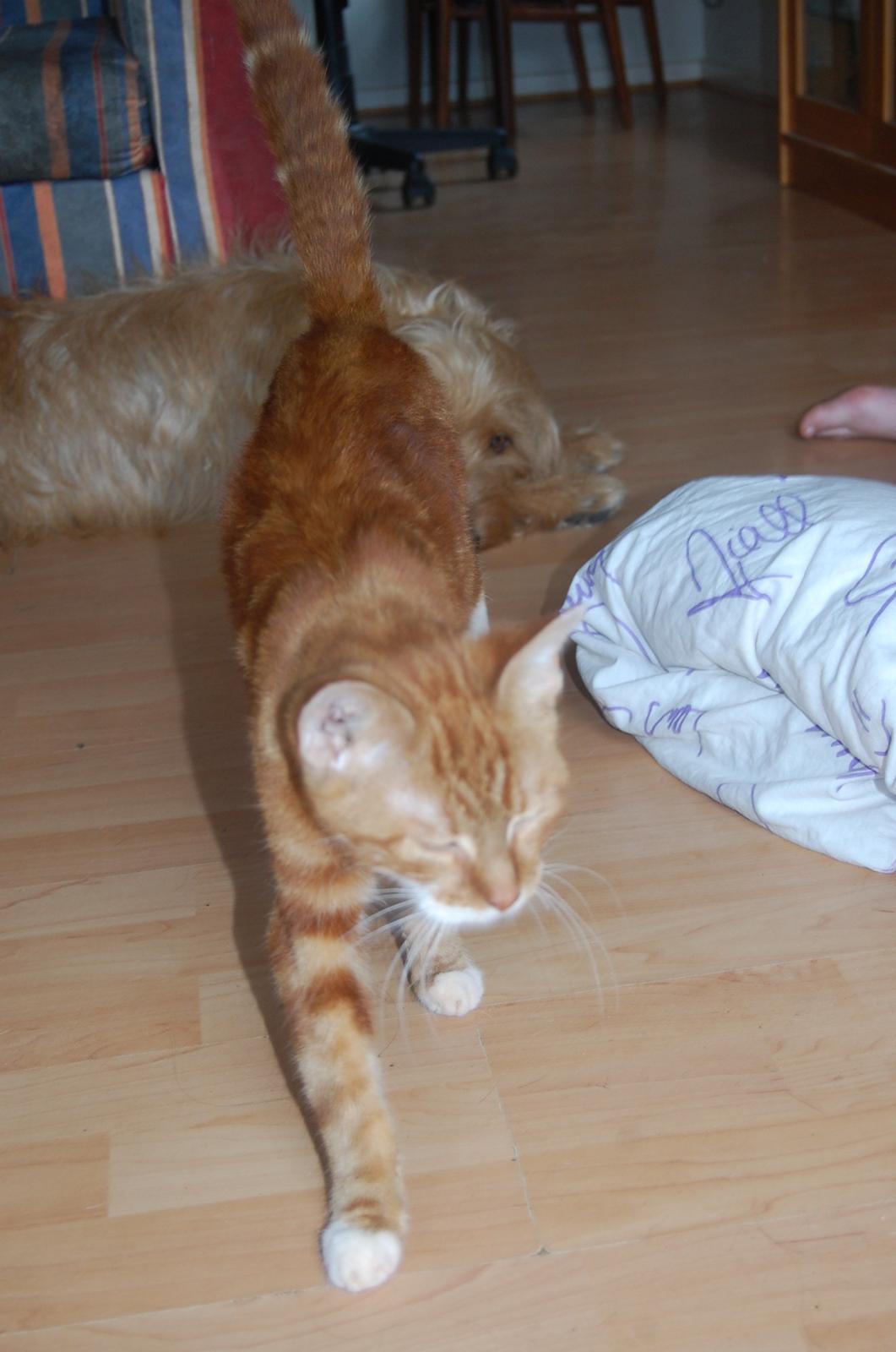 Huskat Liam billede 13