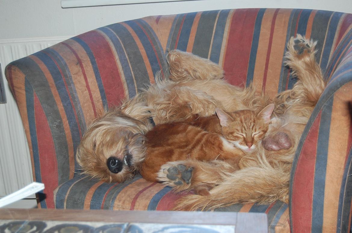 Huskat Liam billede 14