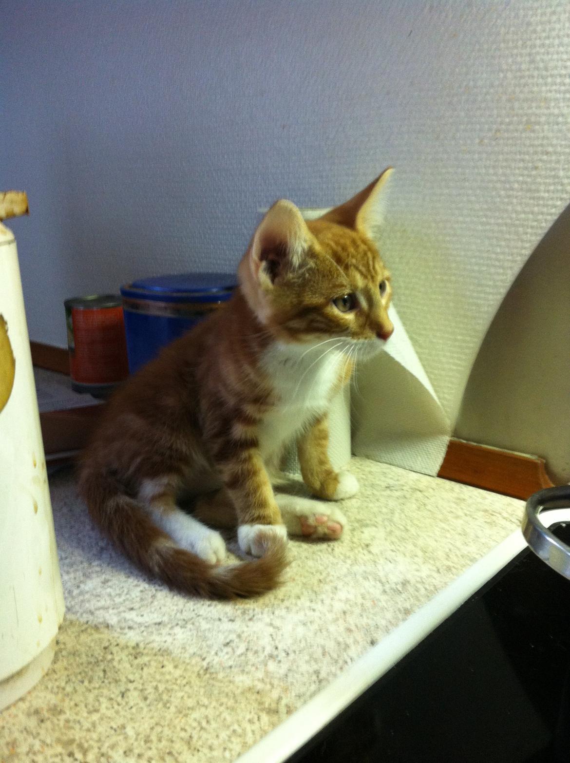 Huskat Liam billede 15