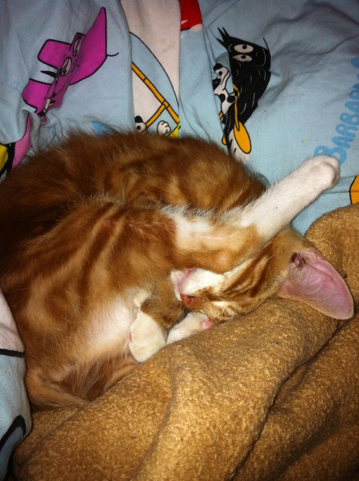 Huskat Liam billede 16