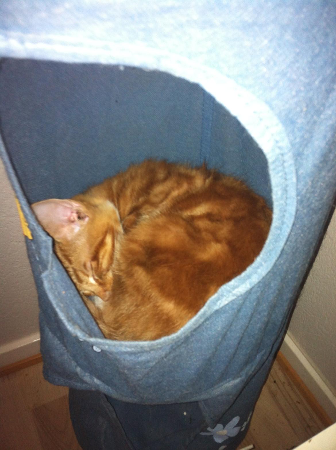 Huskat Liam billede 17